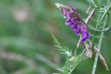 flower of a thistle