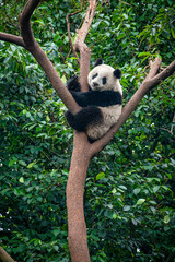 Giant panda bear climbing a tree
