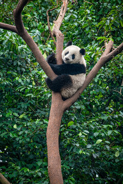 Giant panda bear climbing a tree