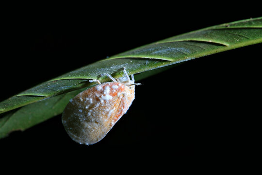 Flatid Planthoppers (Flatidae) Bythopsyrna sp. flatid planthopper Siphanta sp. macro on black background 