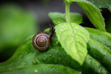 A snail eats mint leaves. A pest in the garden