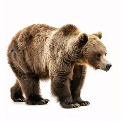 Obraz premium Bear isolated on white background 