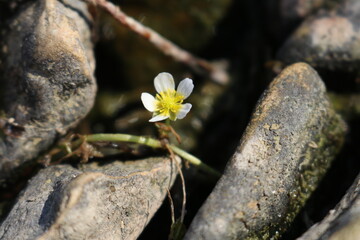 flower on a rock