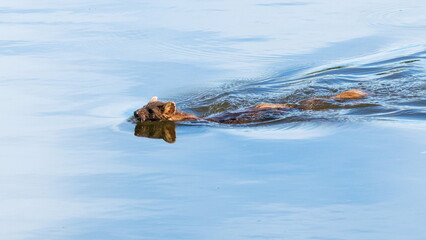 child playing in snow