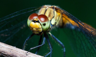 close up of a dragonfly
