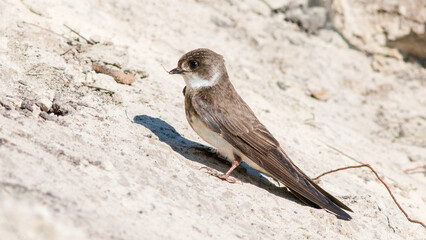 sparrow on a branch