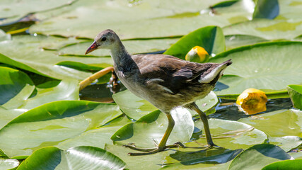 great crested grebe