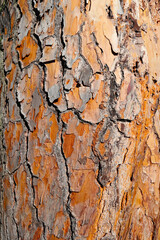 bark of a tree