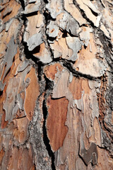 bark of a tree