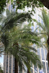A building in the city through the crown of a tall tree on a city street.