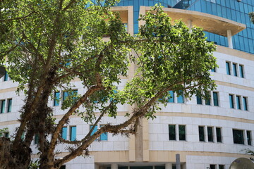 A building in the city through the crown of a tall tree on a city street.