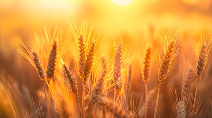 Golden ripe ears of wheat on nature in summer field at sunset rays of sunshine, close-up macro. Ultra wide format.