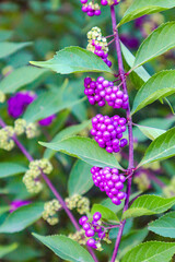 wild strawberry plant