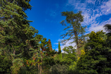 pine tree in the mountains