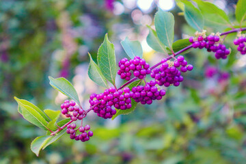 flowers in the garden