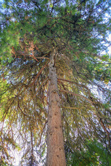 Fototapeta premium trees in the forest