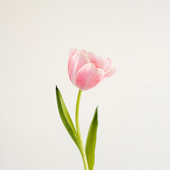 Elegant pink tulip flower over white background. Minimalist simple close up view flower