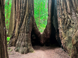 Mesmerising California redwoods forest. Giant green sequoia create lush foliage and astonishing forest. Wooden hiking trails lay among the sequoioideae trees. Vivid nature of Nothern California.