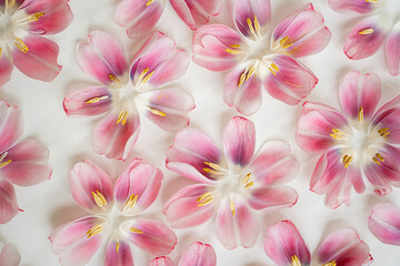 Delicate pink and white tulip petals with vibrant yellow stamens, arranged on a pristine white background. Soft pastel colors and gentle tones