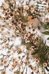 Close-Up of Delicate White and Beige Flowers on Thin Green Stems. Macro Perspective of Ornamental Wildflowers with Intricate Details. Nature and Botanical Floral Background