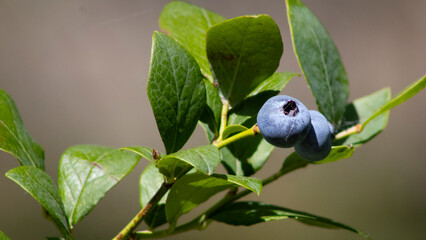 blueberries on a branch