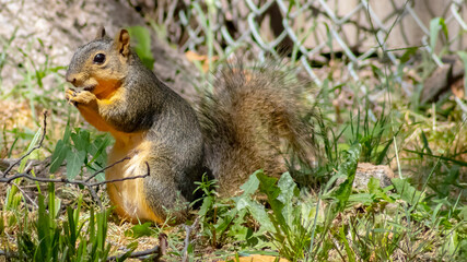 squirrel on the grass