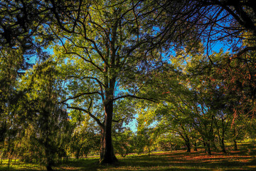 trees in the park