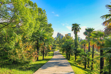 Obraz premium path in the park