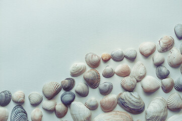 Light beige and gray seashells lie on white paper. Natural background with copy space.