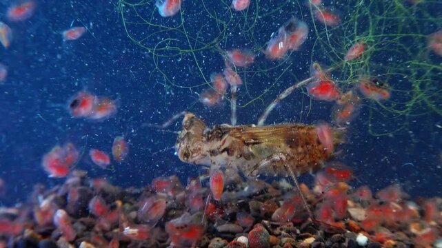 Dragonfly larva in an aquarium with daphnia