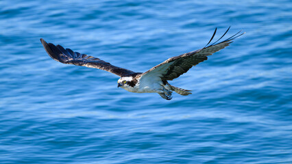 Osprey Pandion haliaetus with wings extended flying over blue water