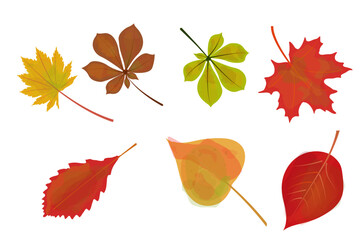 Draw vector illustration collection autumn leaves For fall autumn season concept Watercolor style. Colorful autumn leaves of maple, birch, oak, chestnut, beech.