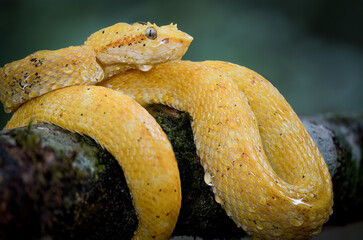 Close-up of an eyelash Viper (Bothriechis schlegelii) with yellow coloration, coiled on branch, Costa Rica 