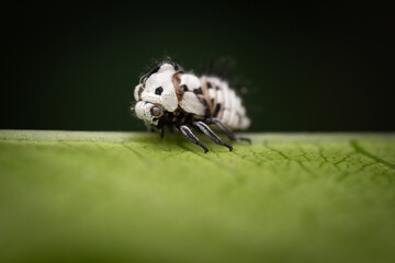 Close up of Mexican treehopper (Membracis mexicana) juvenile, Costa Rica