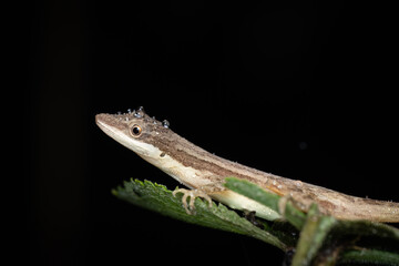 Slender anole or the border anole (Anolis limifrons), Costa Rica