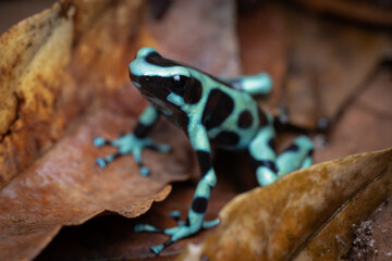 Portrait of a green poison frog (dendrobates auratus), Costa Rica