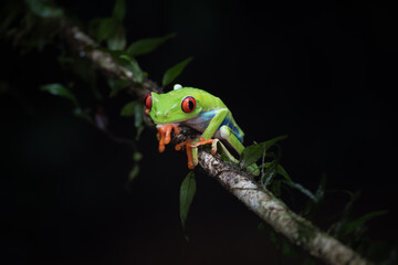 Red-eyed leaf frog (Agalychnis callidryas) on a branch, Costa Rica
