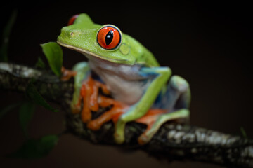 Close-up of a red-eyed leaf frog (Agalychnis callidryas), Costa Rica