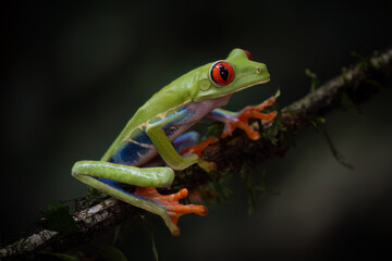 Red-eyed leaf frog (Agalychnis callidryas) on a branch, Costa Rica