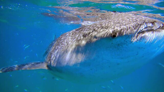 Majestic whale shark gracefully swims in blue water, flaunting its enormous body as it glides past the camera