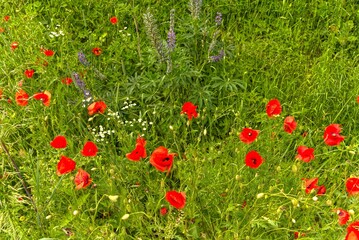 Poppies in a meadow in Germany.