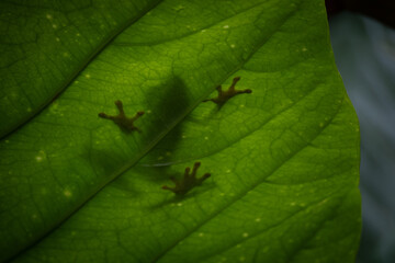 Red-eyed Tree Frog (Agalychnis callidryas) shadow on leaf, Costa Rica