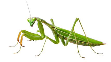 Mantis on a transparent background