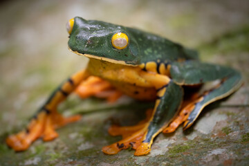 Close-up of a splendid leaf frog (Cruziohyla calcarifer), Costa Rica