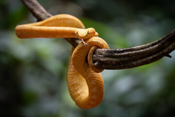 Eyelash Viper (Bothriechis schlegelii) with yellow coloration, coiled on branch, Costa Rica 