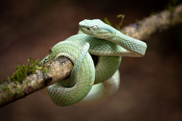 Green palm viper (bothriechis lateralis) coiled on branch, Costa Rica 