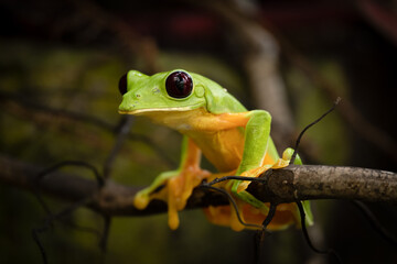Gliding tree frog or dark-eyed leaf frog (Agalychnis spurrelli), Costa Rica