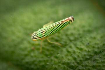 Sharpshooter Leafhopper (Sibovia nielsoni), Costa Rica 