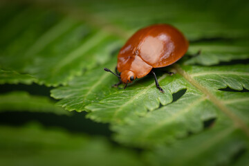 Pleasing Fungus Beetle (Megalodacne heros), Costa Rica