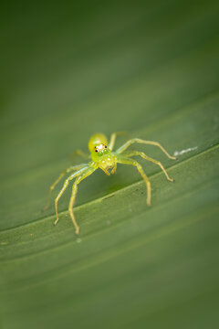 Green jumping spider (Lyssomanes sp.) resting on leaf, Costa Rica